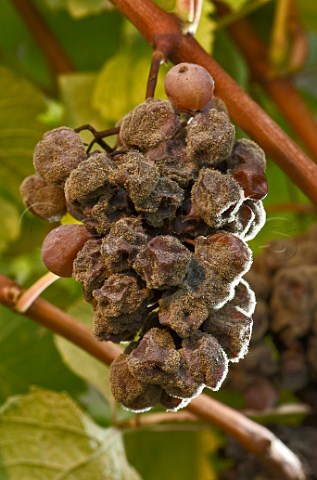 Botrytis affected Semillon grapes Chteau Fayau Cadillac Gironde France Cadillac  Bordeaux