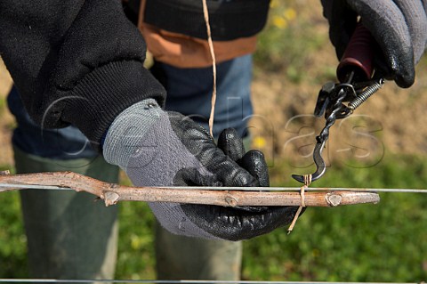 Tying up vines in spring in vineyard of Chteau Faugres StEtiennedeLisse near Saintmilion Gironde France Stmilion  Bordeaux