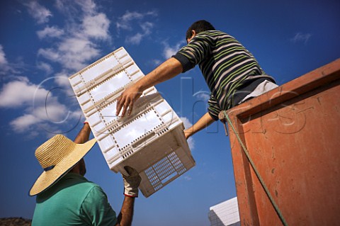 Unloading crates for the grape harvest Caliboro Maule Valley Chile