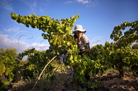 Picking Grenache grapes from old bush vines for Garage Wine Company Caliboro Maule Valley Chile