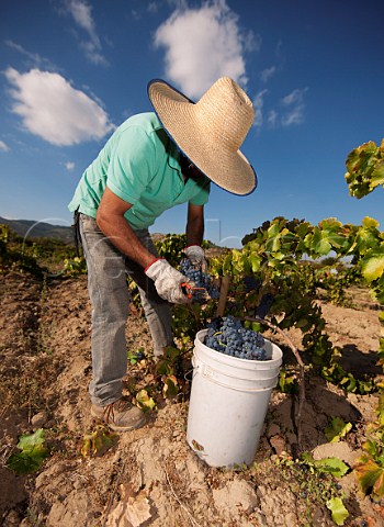 Picker wearing a chupalla in Grenache vineyard of The Garage Wine Company  Caliboro Maule Valley Chile