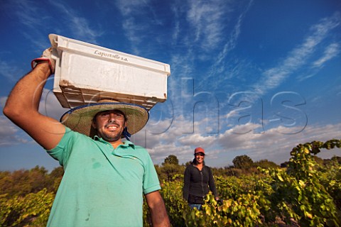 Picker carrying a crate of Grenache grapes destined for Andrea Leons Collection range at Lapostolle Caliboro Maule Valley Chile