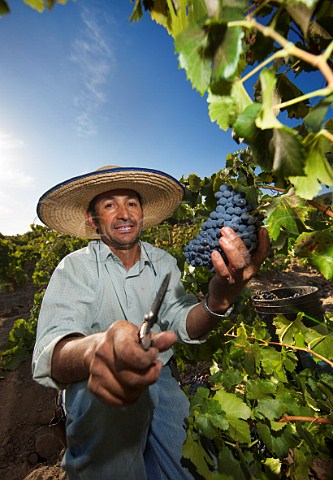 Harvesting Grenache grapes for the Garage Wine Company Caliboro Maule Valley Chile