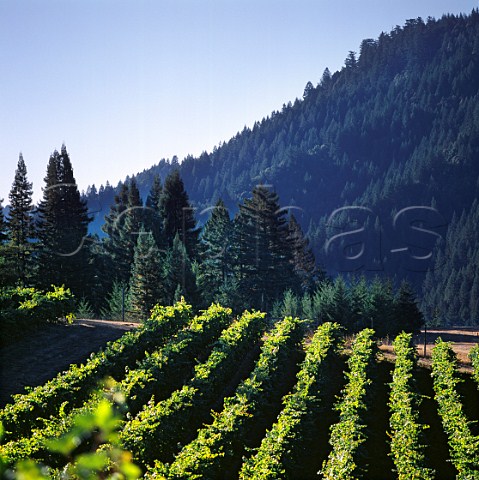 Greenwood Ridge Vineyards Philo Mendocino Co California Anderson Valley AVA