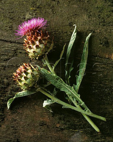 Artichokes