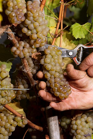 Harvesting Chardonnay grapes in vineyard of Matetic  San Antonio Valley Chile Rosario Valley