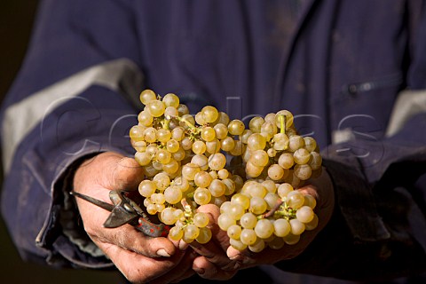 Picker holding Chardonnay grapes in vineyard of Matetic  San Antonio Valley Chile Rosario Valley