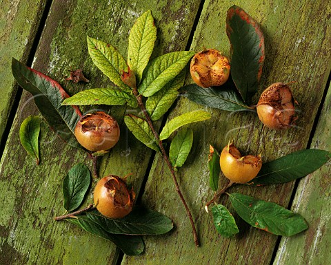 Medlars