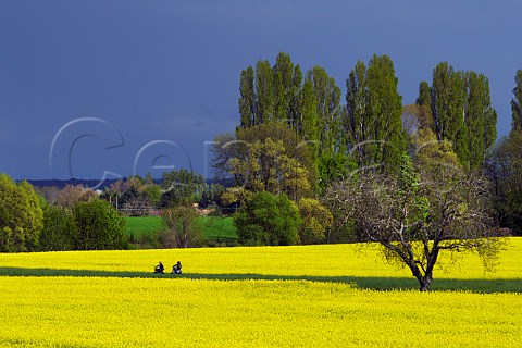 Field of oil seed rape after spring storm Beaune Cte dOr France Burgundy