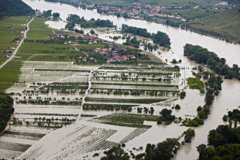 River Danube flooding the vineyards at Rhrsdorf 04 JUNE 2013 Niedersterreich Austria  Wachau