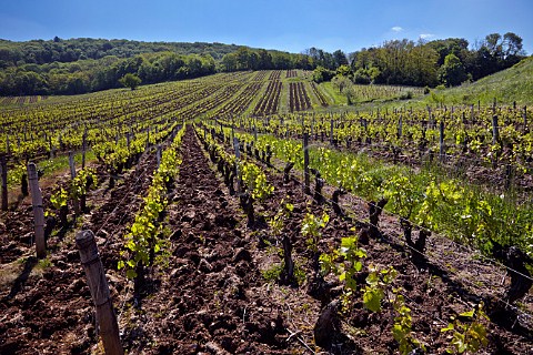 Springtime vines in dark clay soil which has been ploughed MontignylsArsures Jura France  Arbois