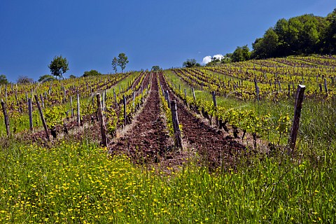 Springtime vines in dark clay soil which has been ploughed in vineyard near MontignylsArsures Jura France  Arbois