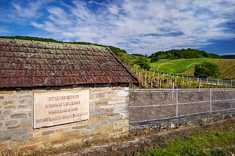 Louis Pasteurs Clos de Rosires vineyard now owned by Socit Henri Maire MontignylsArsures near Arbois Jura France