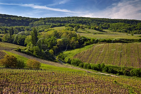 Vineyards at Pupillin a village noted for its Ploussard Near Arbois Jura France  ArboisPupillin