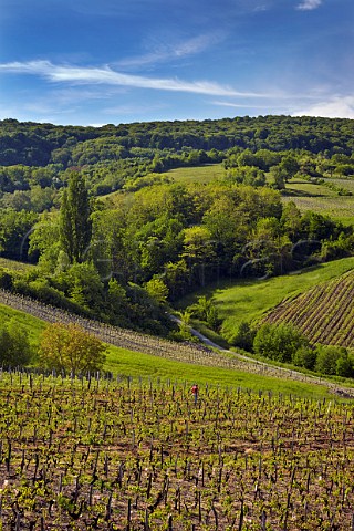 Vineyards at Pupillin a village noted for its Ploussard Near Arbois Jura France  ArboisPupillin