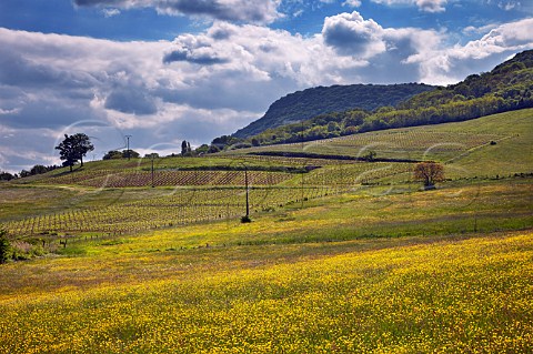 Spring flowers in meadow by vineyards of Domaine Daniel Dugois including their Grevillire Trousseau vineyard  Les Arsures Jura France Arbois
