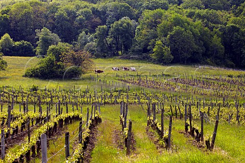 Montbliard cows by vineyards of Domaine Daniel Dugois Les Arsures Jura France Arbois