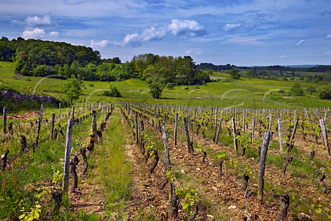 Grevillire vineyard of Domaine Daniel Dugois  Trousseau vines planted in 1956 Les Arsures Jura France Arbois