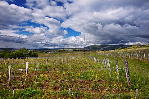 Vineyards in spring at Domaine de la Pinte Arbois Jura France