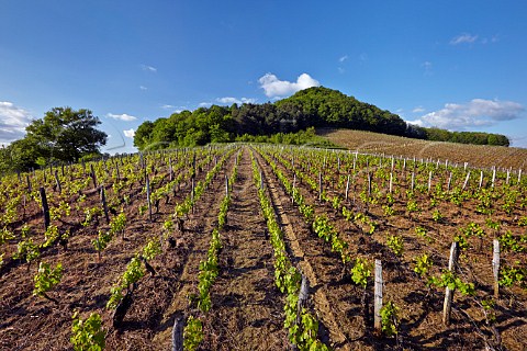 Vineyard on slopes of a butte hillock at Ltoile Jura France   Ltoile