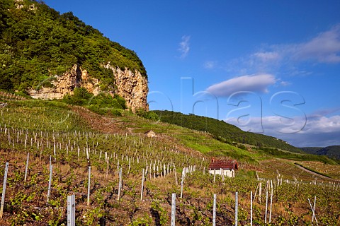 Vineyards below the limestone cliffs of ChteauChalon Jura France  ChteauChalon