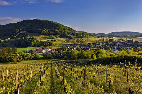 Vineyards above the Fruitire Vinicole and village of Voiteur Jura France  ChteauChalon  Ctes du Jura