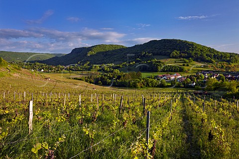 Vineyards above the Fruitire Vinicole and village of Voiteur with view to the Cirque de Baume Jura France  ChteauChalon  Ctes du Jura