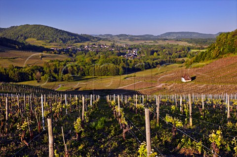 Savagnin vineyards at MentruleVignoble with village of Voiteur beyond Jura France  ChteauChalon