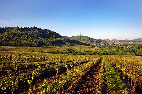 Vineyards at MentruleVignoble with village of Voiteur beyond Jura France  ChteauChalon
