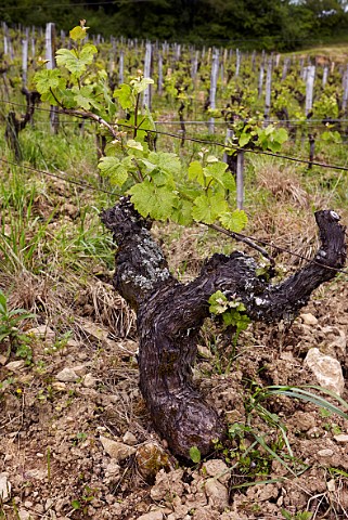 Savagnin vine planted 1970 in Beaumont vineyard of Domaine Macle ChteauChalon Jura France ChteauChalon