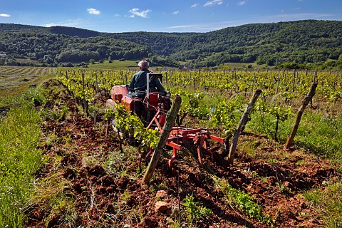 Alain Labet ploughing in Les Varrons vineyard Chardonnay of Domaine Labet Rotalier Jura France Ctes du Jura
