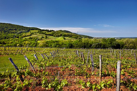 Les Varrons vineyard Chardonnay of Domaine Labet Rotalier Jura France Ctes du Jura