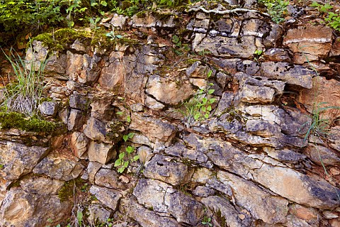 Soil profile of red limestone below Les Varrons vineyard of Domaine Labet Rotalier Jura France Ctes du Jura
