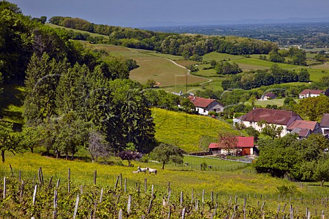 Les Charrires vineyard of Domaine Labet above village of Rotalier Jura France Ctes du Jura