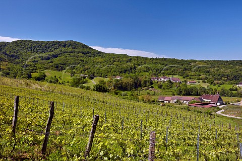 Chardonnay vineyard of Domaine des Miroirs above village of Grusse Jura France Ctes du Jura
