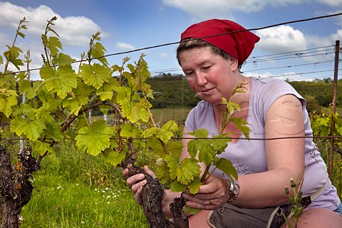 Valrie Closset removing excess buds from Chardonnay vines in Fortchamp vineyard of Champ Divin Gevingey Jura France Ctes du Jura