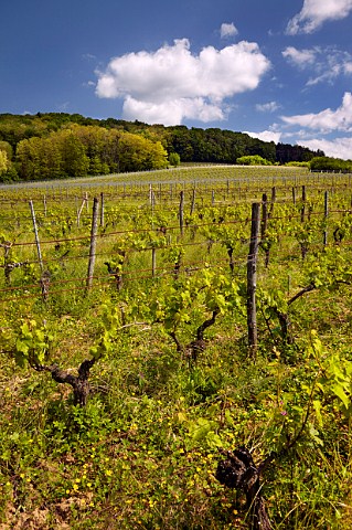 Chardonnay vines in Fortchamp vineyard of Champ Divin Gevingey Jura France Ctes du Jura