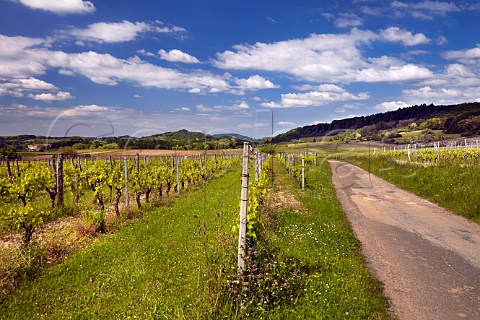 Chardonnay vines in Fortchamp vineyard of Champ Divin Gevingey Jura France Ctes du Jura