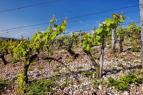 Vines propagated by layering in vineyard on limestone soil Lavigny Jura France Ctes du Jura