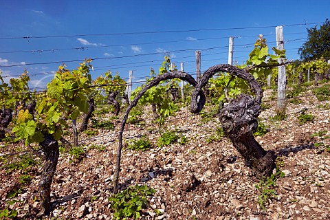 Vines propagated by layering in vineyard on limestone soil Lavigny Jura France Ctes du Jura