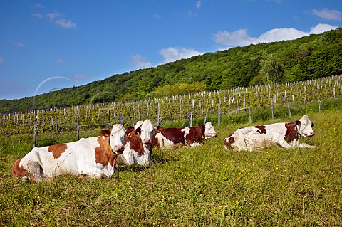 Montbliarde cows in field by vineyard Le Vernois Jura France Ctes du Jura