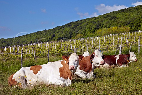 Montbliarde cows in field by vineyard Le Vernois Jura France Ctes du Jura