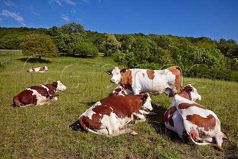 Montbliarde cows in field near Le Vernois Jura France