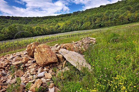 Rocks dug from the soil before planting in La Percenette vineyard of Domaine Pignier Conlige Jura France  Ctes du Jura