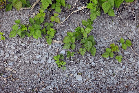 Bluegrey marl soil profile in La Percenette vineyard of Domaine Pignier Conlige Jura France  Ctes du Jura