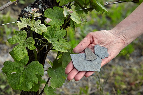 Bluegrey marl and Savagnin vine in La Percenette vineyard of Domaine Pignier Conlige Jura France  Ctes du Jura