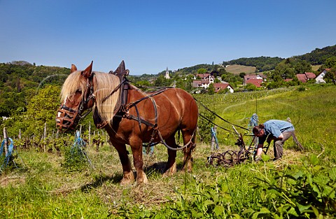 Benot Royer and Kigali his Comtois mare preparing to harrow his vineyard of 60year old Poulsard and Pinot Noir vines Domaine de la Cibellyne Mesnay Jura France Arbois