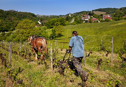 Benot Royer and Kigali his Comtois mare harrowing his vineyard of 60year old Poulsard and Pinot Noir vines Domaine de la Cibellyne Mesnay Jura France Arbois