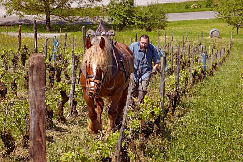 Benot Royer and Kigali his Comtois mare harrowing his vineyard of 60year old Poulsard and Pinot Noir vines Domaine de la Cibellyne Mesnay Jura France Arbois