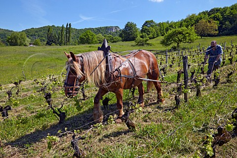 Benot Royer and Kigali his Comtois mare harrowing his vineyard of 60year old Poulsard and Pinot Noir vines Domaine de la Cibellyne Mesnay Jura France Arbois